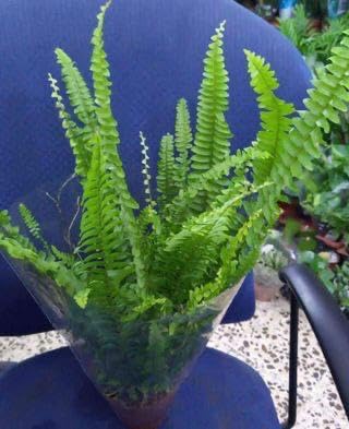 Live Boston Fern/Nephrolepis Exaltata/Real Indoor Plant/Shade-Tolerant Plants/Tropical Plant/Air Purifying Plant