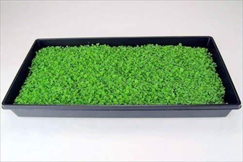 10 Plant Growing Trays (No Drain Holes) - 20" x 10" - Perfect Garden Seed Starter Grow Trays: For Seedlings, Indoor Gardening, Growing Microgreens, Wheatgrass & More - Soil or Hydroponic