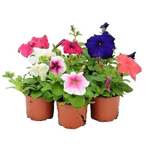 Petunia Flowering Plants 5-10 CM Box of 24 Pcs | Fresh Plants