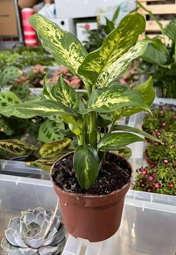 Dieffenbachia Compacta 30 CM | Fresh Indoor Plants