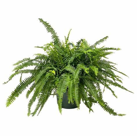 Live Boston Fern/Nephrolepis Exaltata/Real Indoor Plant/Shade-Tolerant Plants/Tropical Plant/Air Purifying Plant