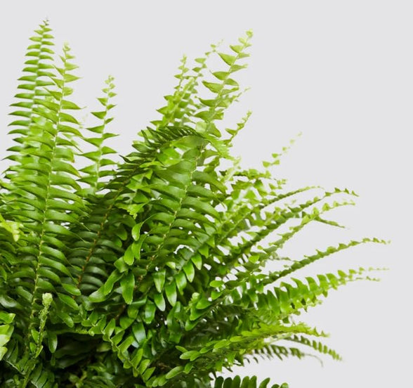 Live Boston Fern/Nephrolepis Exaltata/Real Indoor Plant/Shade-Tolerant Plants/Tropical Plant/Air Purifying Plant