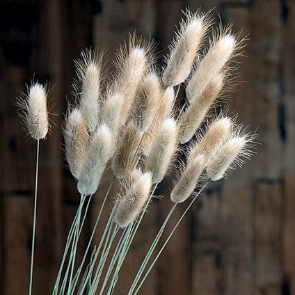 Homarket Rabbit Tail Grass Dried Flower Bouquet 60 Pcs Natural Wedding Pampas Grass, Bunny Tail Rabbit Tail Grass for Home Wedding Decor