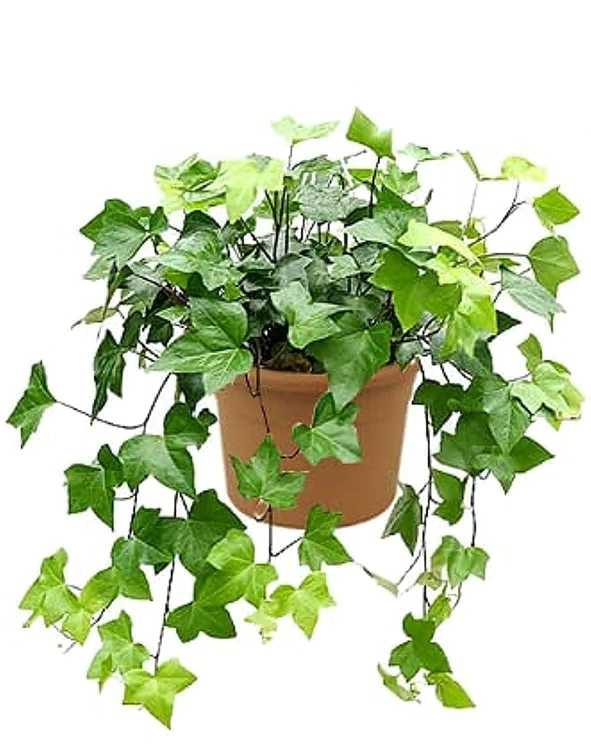 English-ivy Fresh /Live Indoor Plants