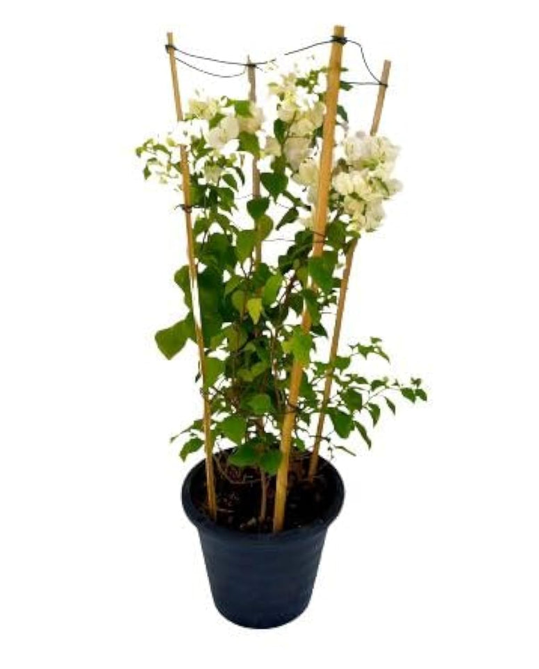 Bougainvillea 60-80 CM | Fresh Plants (Assorted Color)