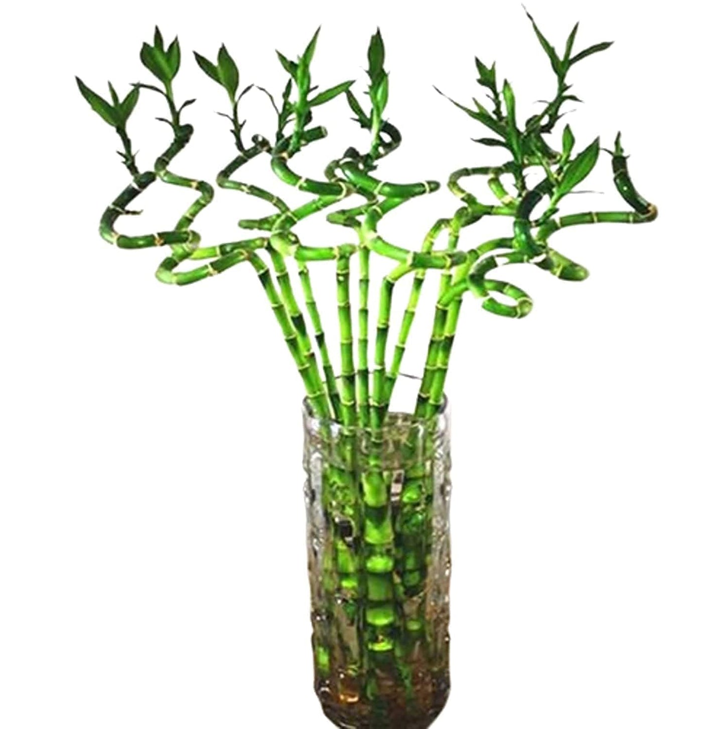 Lucky Bamboo Dancing Sticks Indoor Plant (6 sticks) for Living Room, Table Corner, Home, Office Decoration