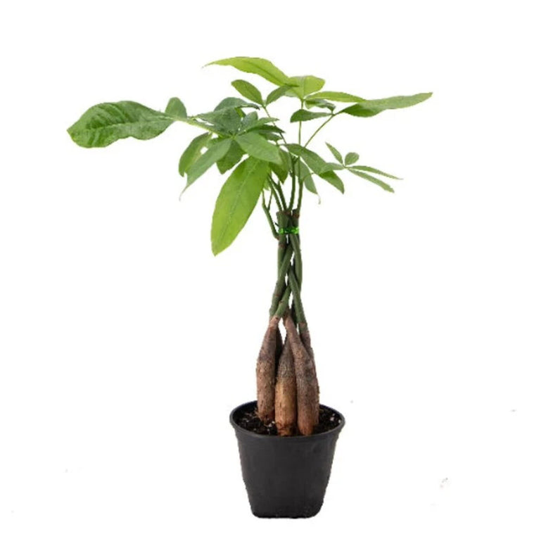 Money Tree Live Indoor Plant Natural Gift for Friends, Relatives, Office, Home Décor a Natural Nature looking to your space