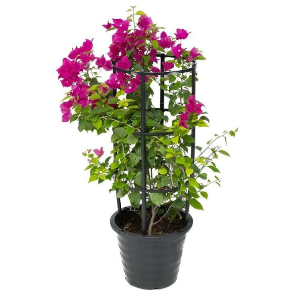 Bougainvillea 60-80 CM | Fresh Plants (Assorted Color)