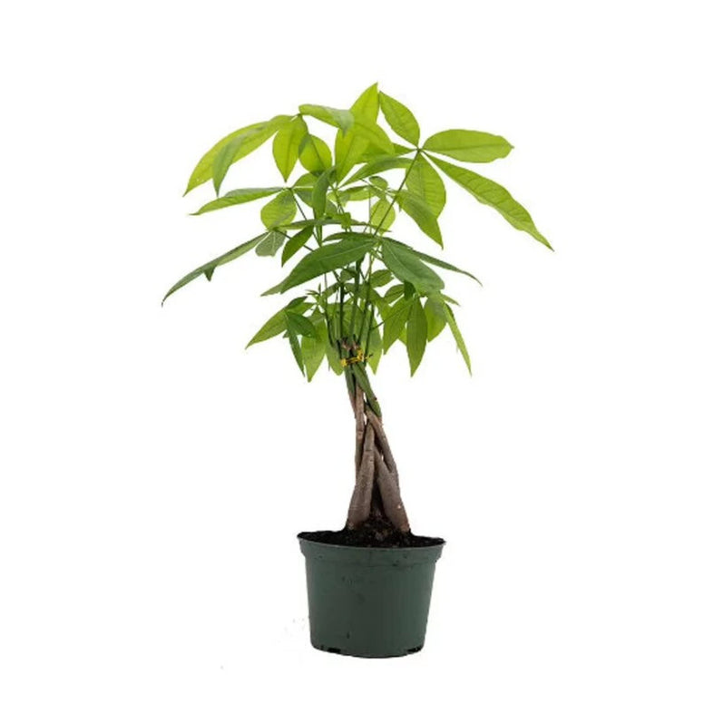 Money Tree Live Indoor Plant Natural Gift for Friends, Relatives, Office, Home Décor a Natural Nature looking to your space