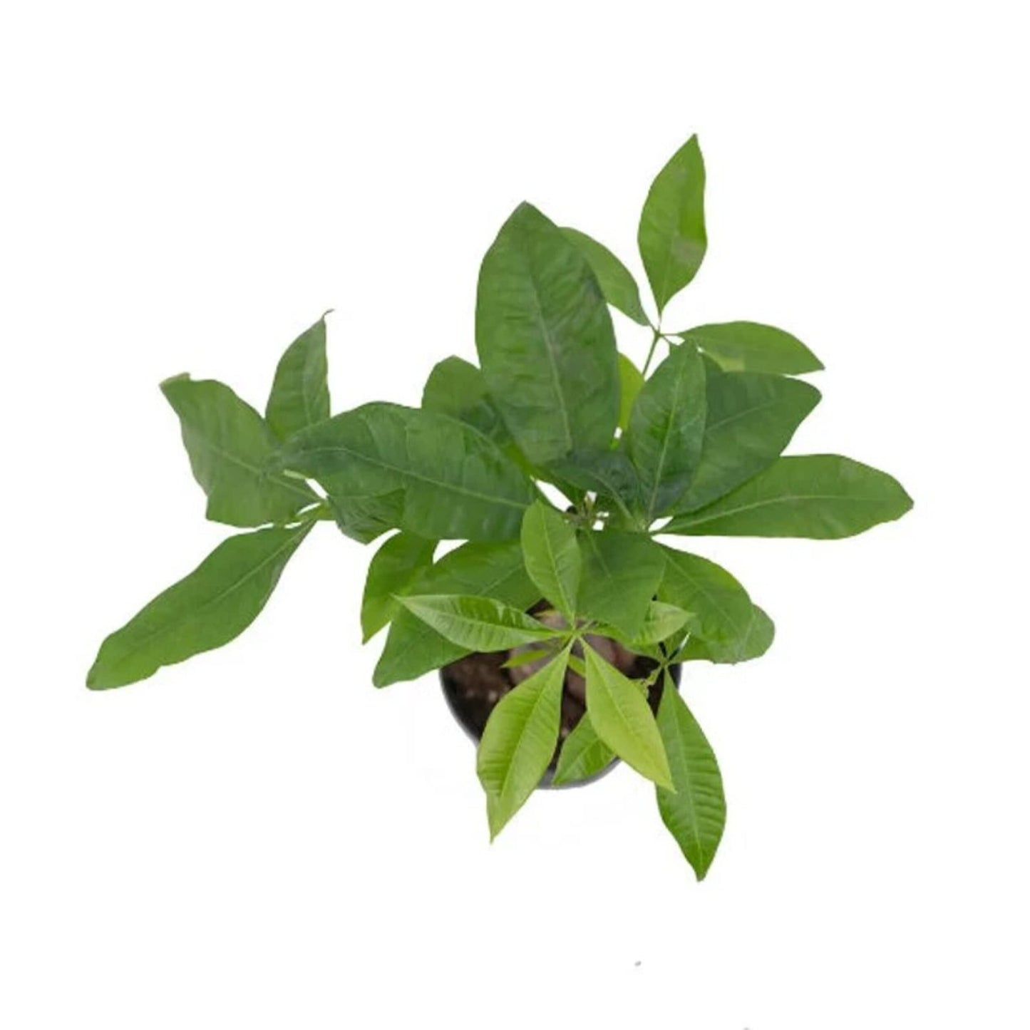 Money Tree Live Indoor Plant Natural Gift for Friends, Relatives, Office, Home Décor a Natural Nature looking to your space