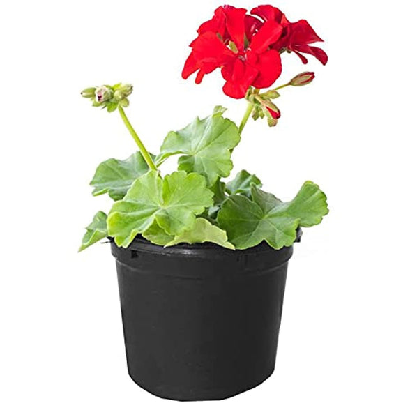 Geranium -8-10cm -Fresh Indoor Plants