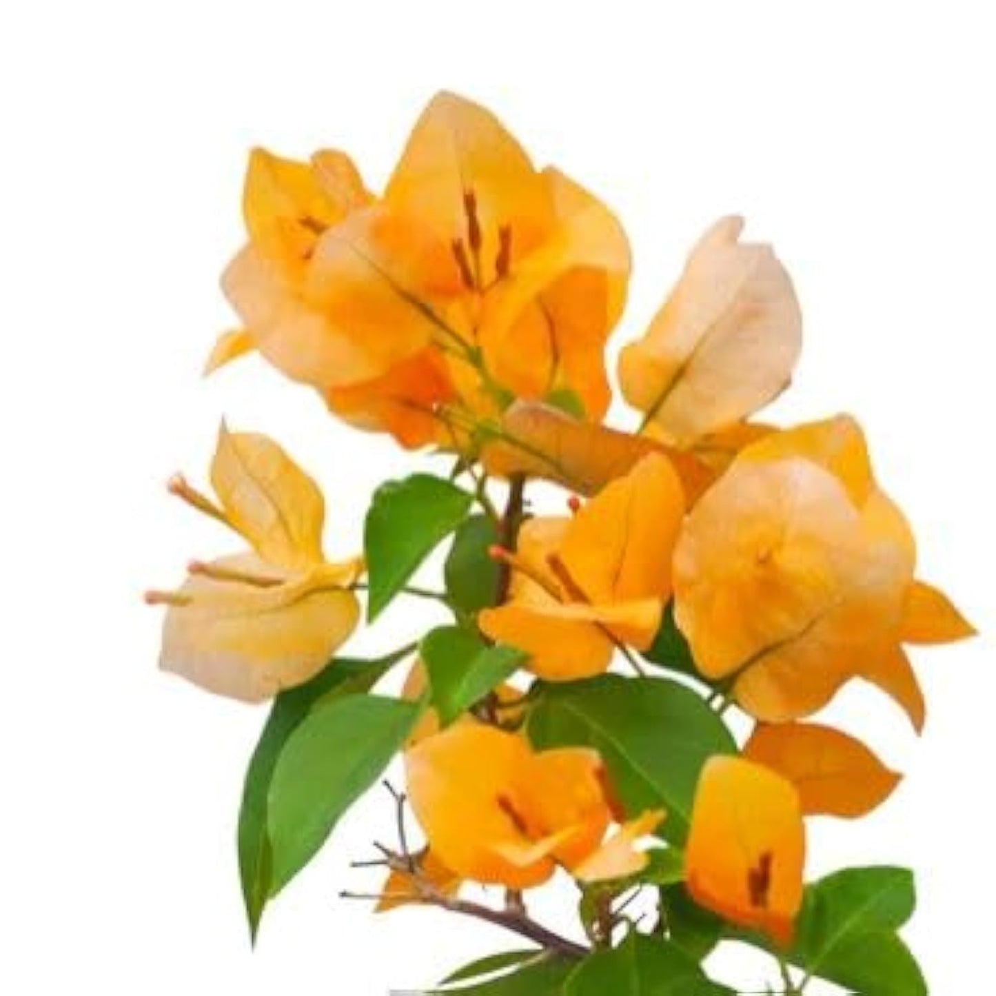 Bougainvillea 60-80 CM | Fresh Plants (Assorted Color)