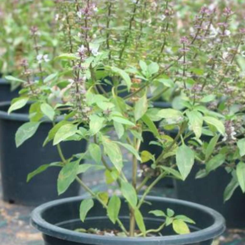 Fresh Holy Basil/Tulsi - Plants