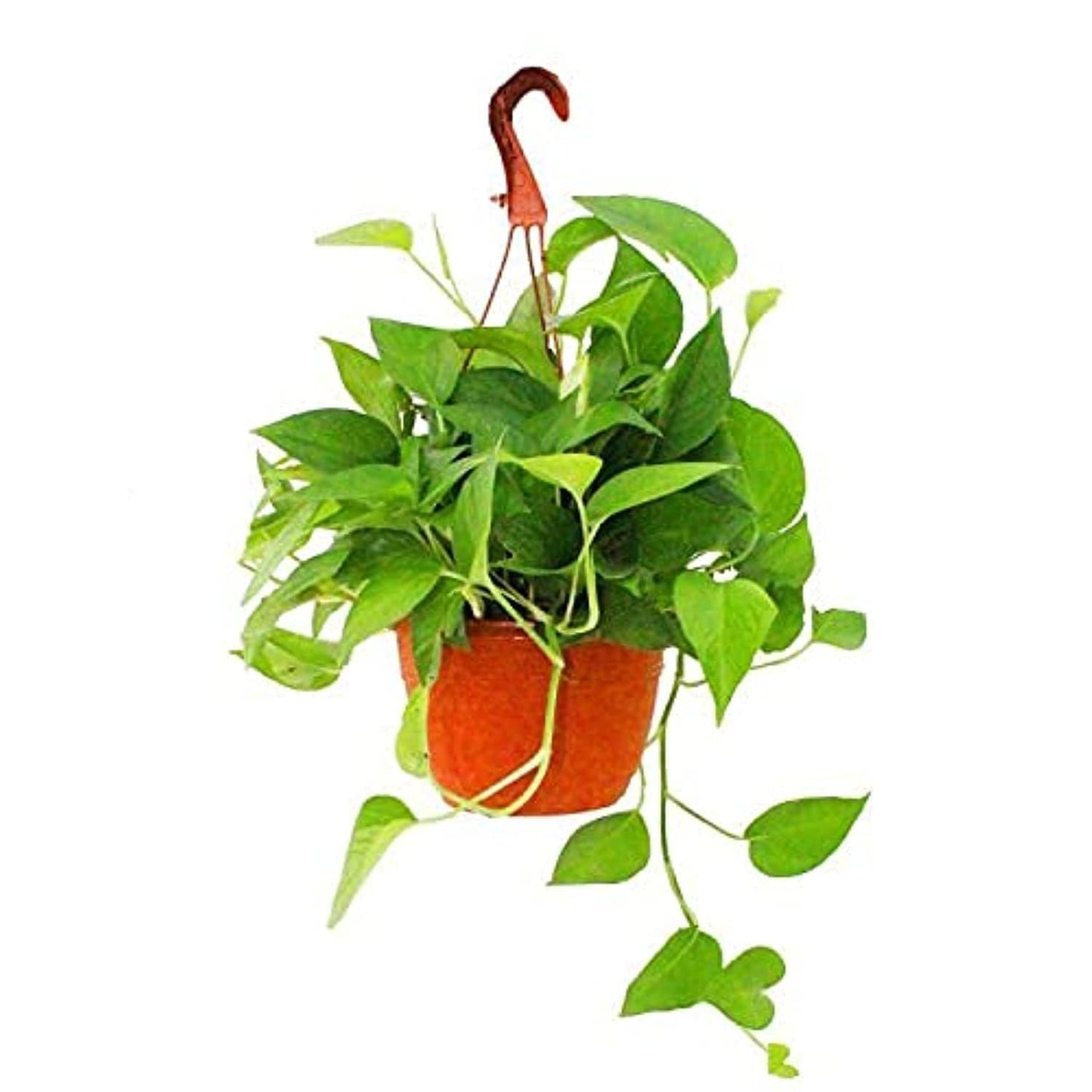 Hanging Fresh/Live Indoor Money Plants