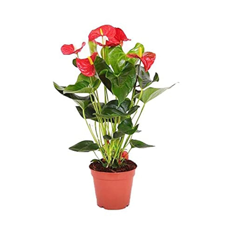 Anthuriums 30-40 CM- Fresh Indoor Plants
