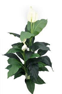 Yatai Artificial Calla Lily plant, Calla Lily Tree, Garden plants, Garden Decor, Home Decor, Artificial plant - Tree