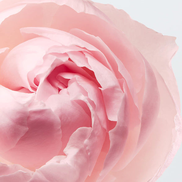 Lacoste L.12.12 Rose Perfume for Women Eau De Parfum 50ML