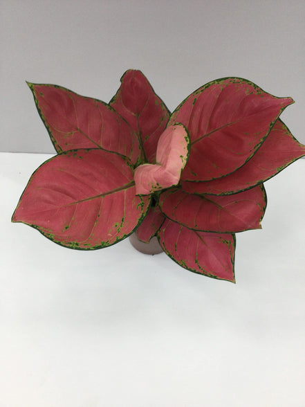 Aglaonema Red Anjamani Aglaonema Pink air purifier indoor plant live 25-35 CM Chinese Ever green natural house plant