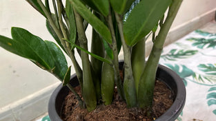 ZZ Plant live ZUZU Indoor Plant (70cm) Zamioculcas Zamiifolia