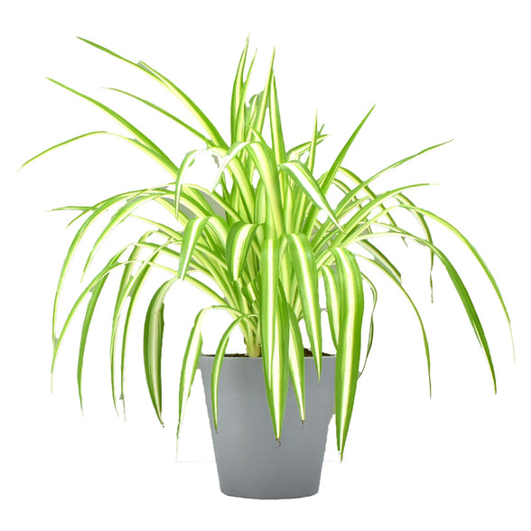 FnP Chlorophytum or Spider Plant