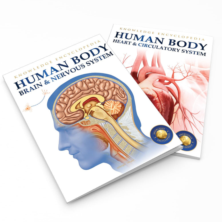 Human Body - Brain And Nervous System: Knowledge Encyclopedia For Children