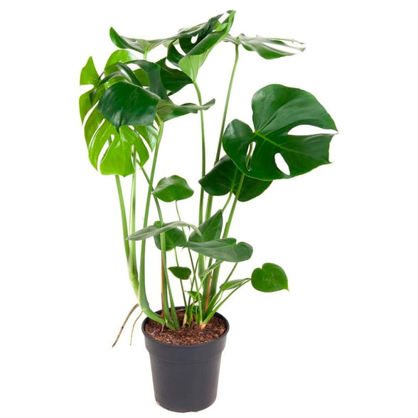 Monstera Deliciosa Swiss Cheese Split-Leaf Philodendron 70 cm- 80 cm in 20 cm pot