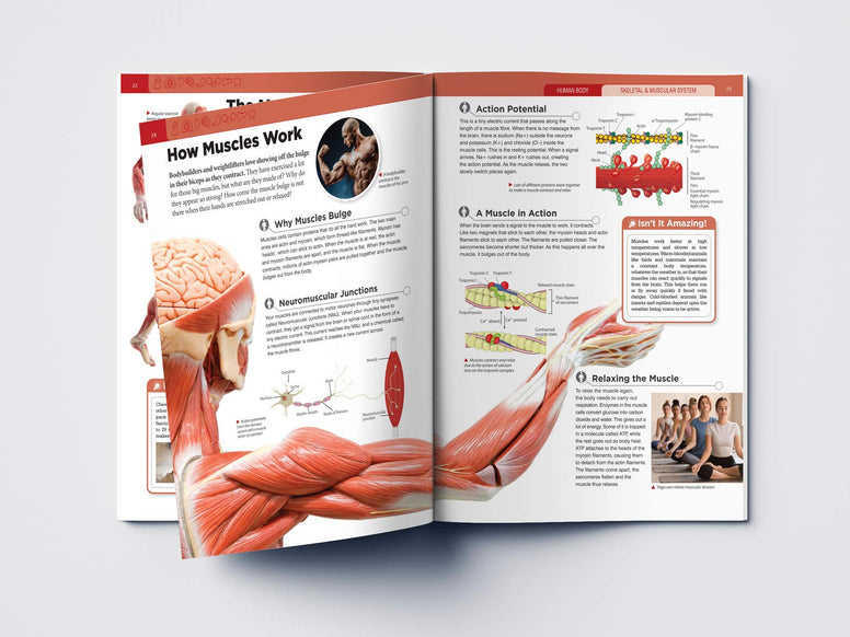 Human Body - Skeletal And Muscular System: Knowledge Encyclopedia For Children