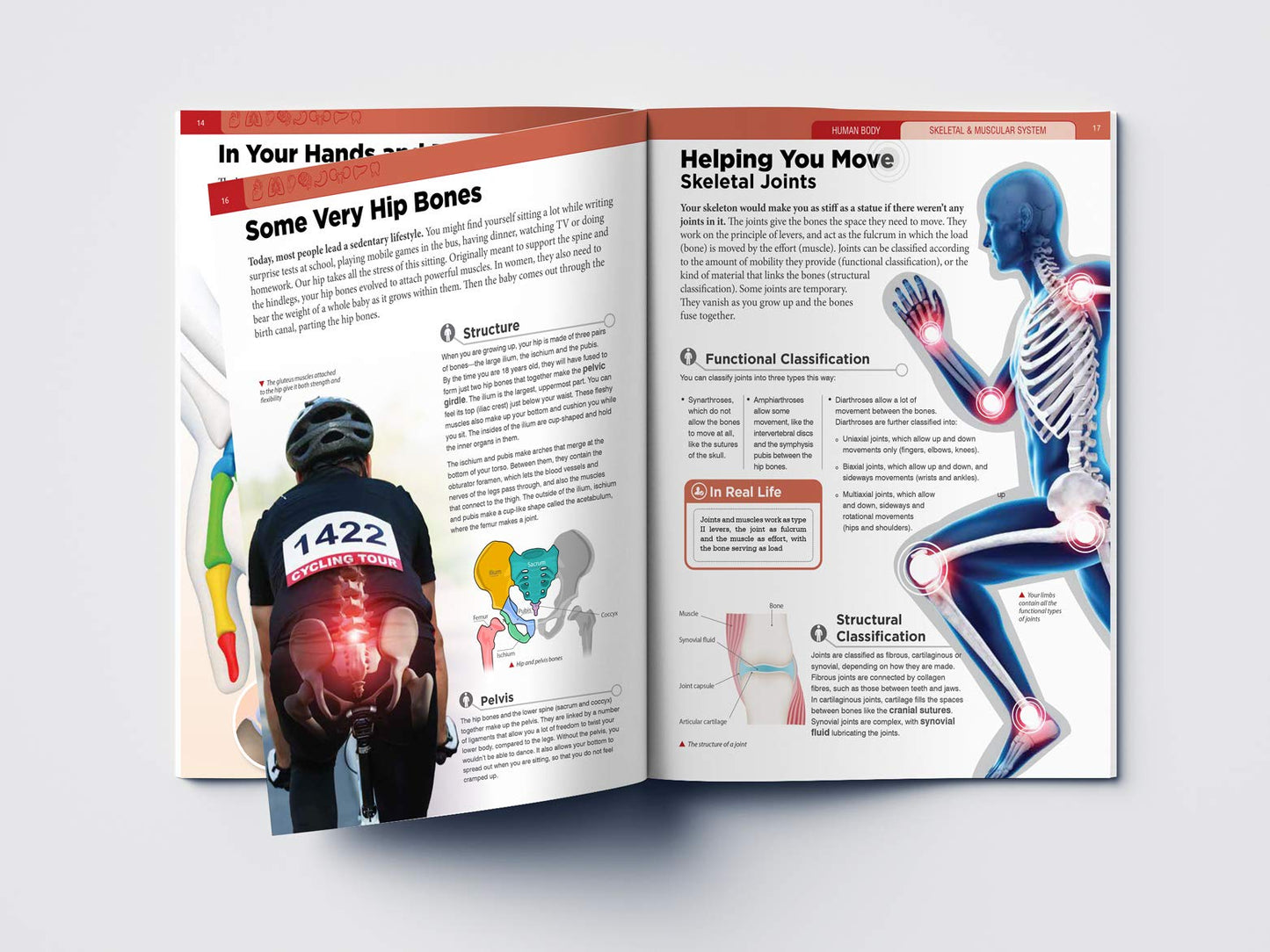 Human Body - Skeletal And Muscular System: Knowledge Encyclopedia For Children