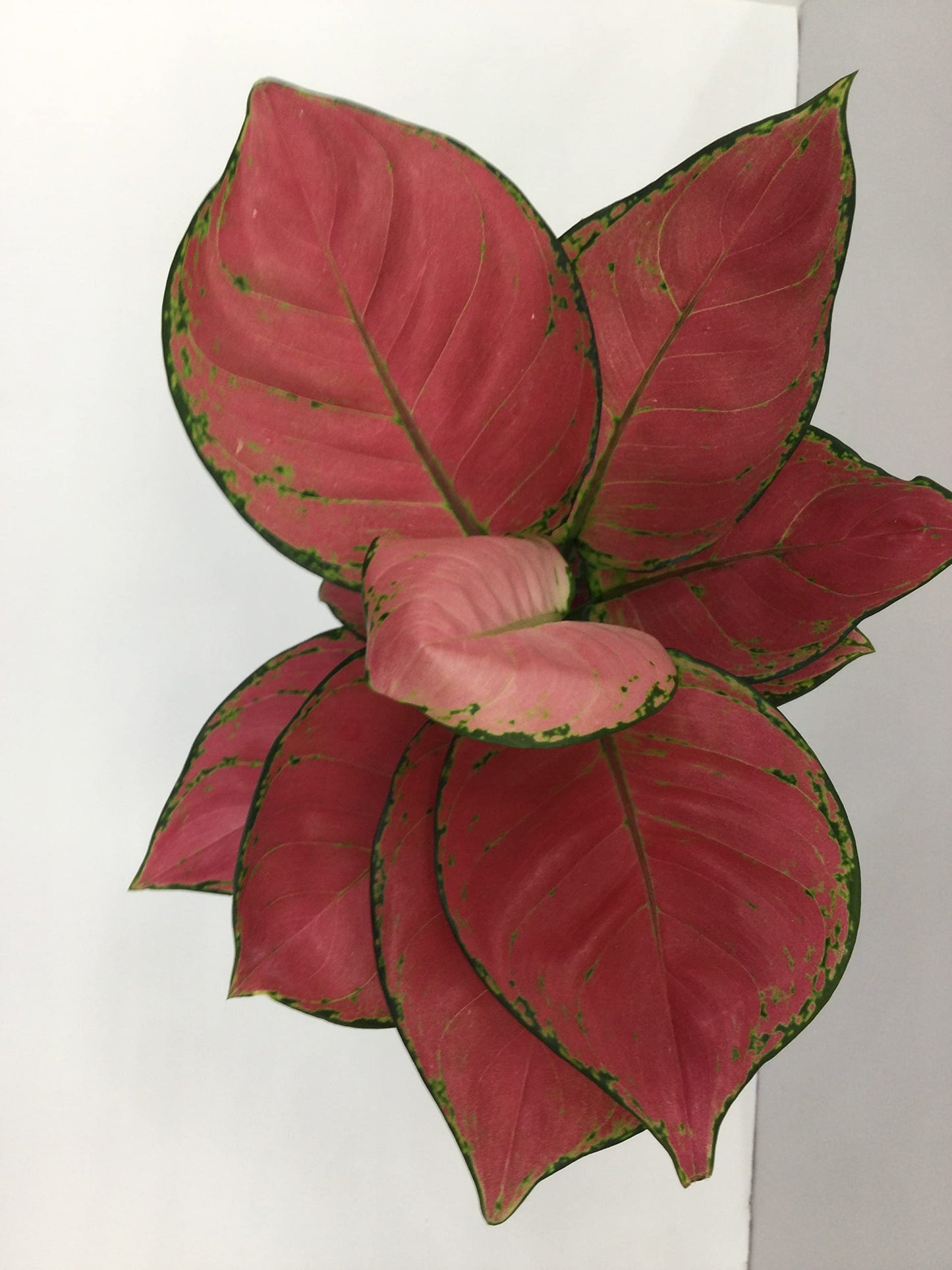 Aglaonema Red Anjamani Aglaonema Pink air purifier indoor plant live 25-35 CM Chinese Ever green natural house plant