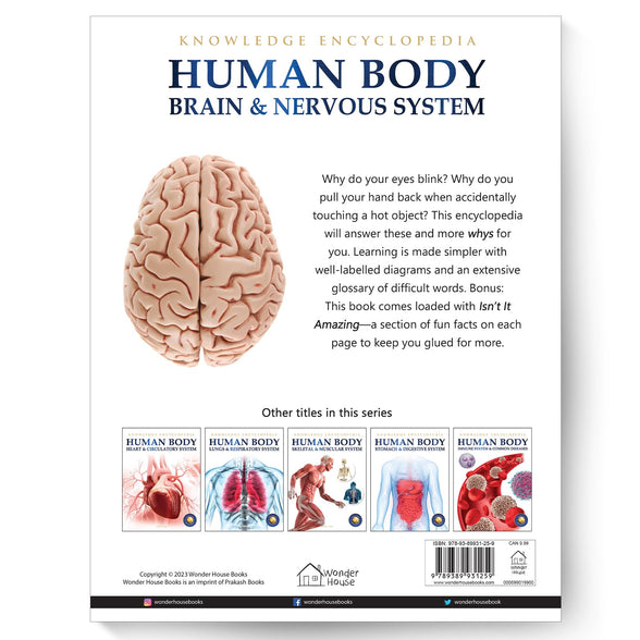 Human Body - Brain And Nervous System: Knowledge Encyclopedia For Children