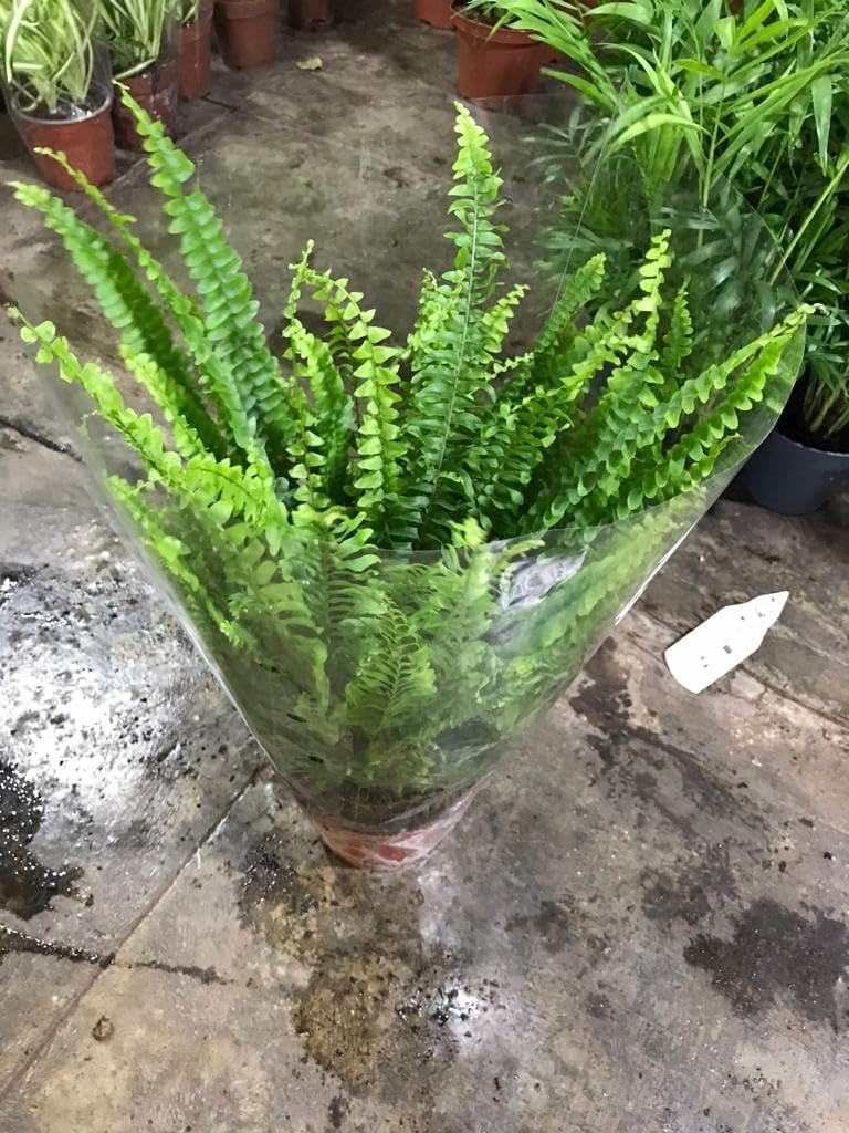 Live Boston Fern/Nephrolepis Exaltata/Real Indoor Plant/Shade-Tolerant Plants/Tropical Plant/Air Purifying Plant