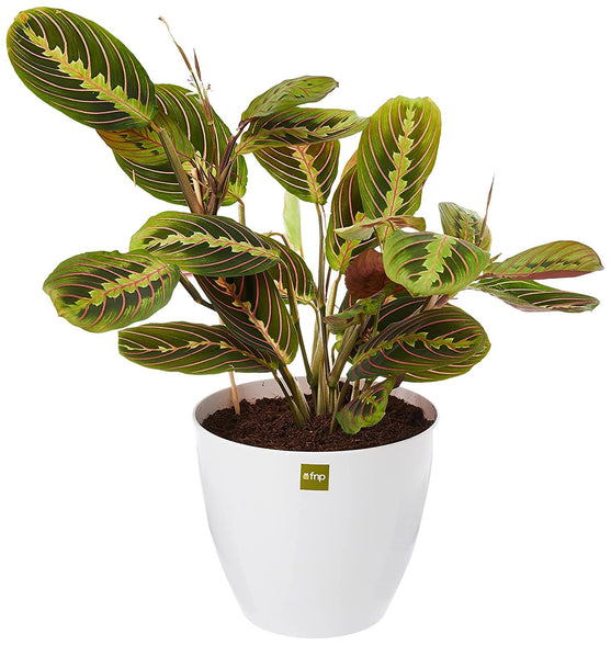 FnP Maranta Potted Plant