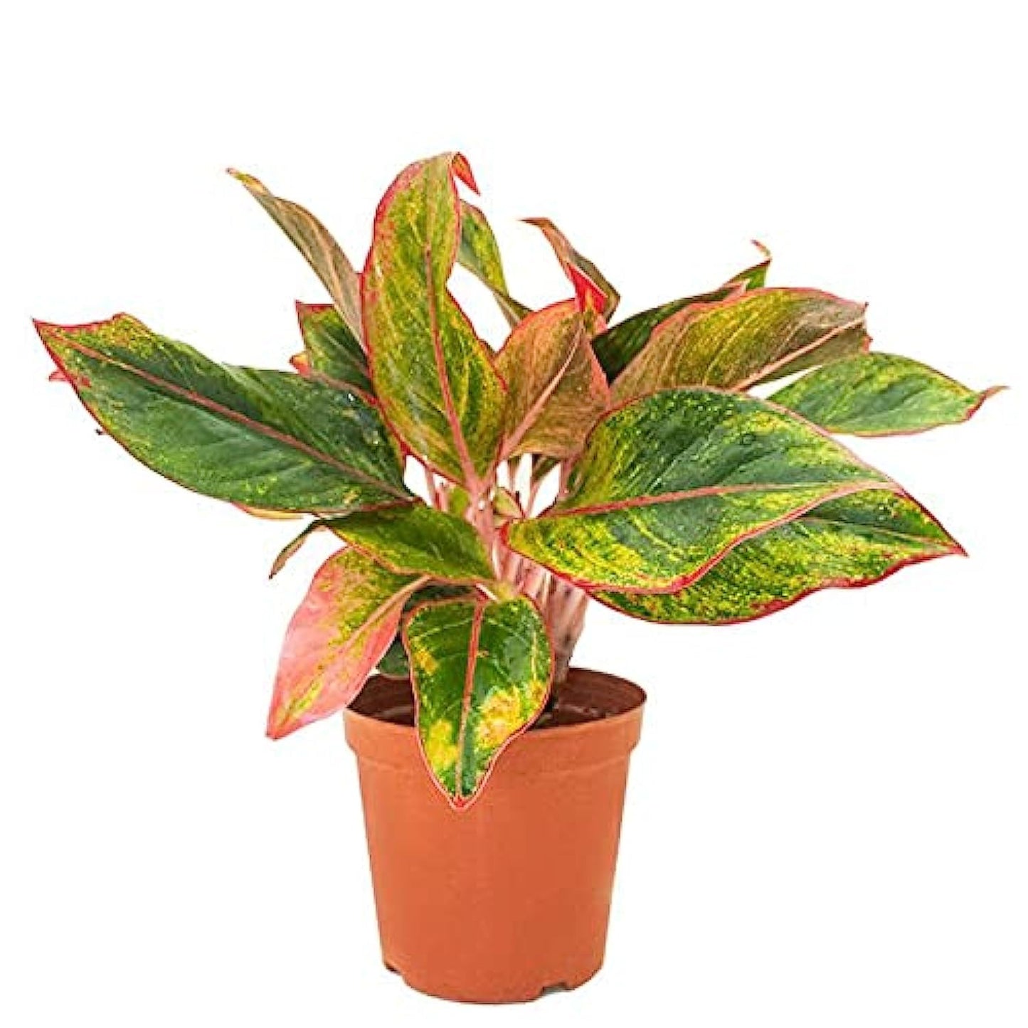 Aglaonema Pink Siam - fresh indoor plants