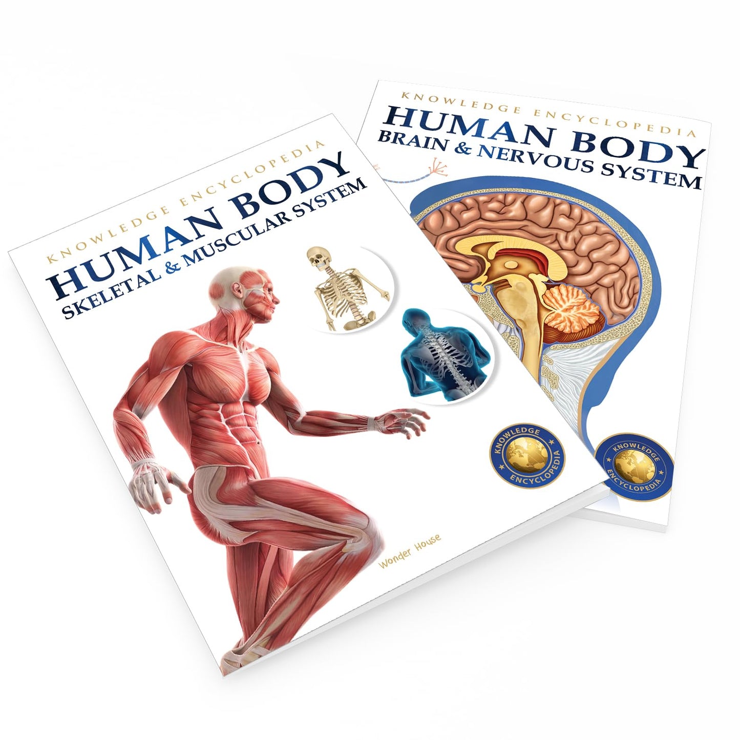 Human Body - Skeletal And Muscular System: Knowledge Encyclopedia For Children