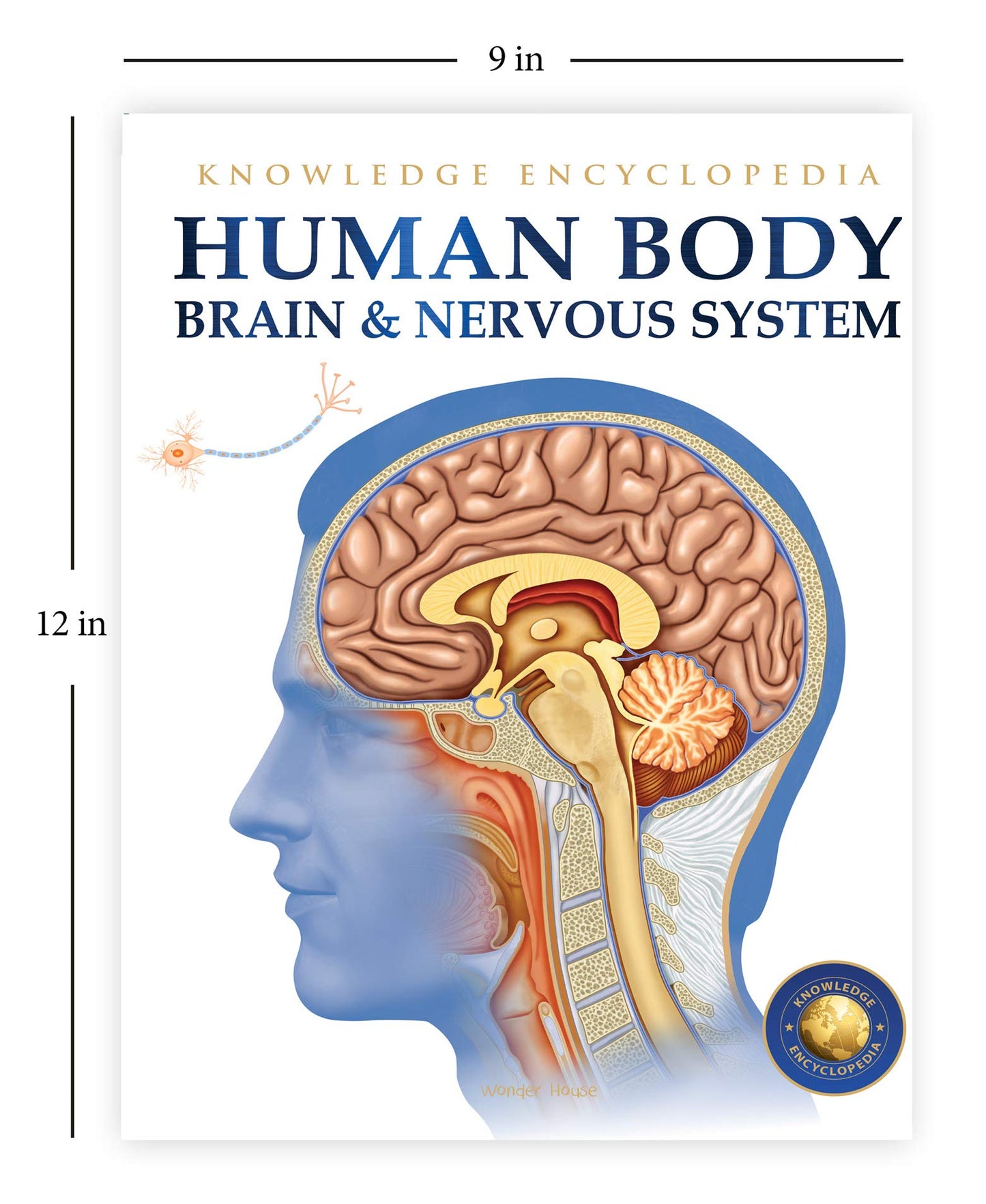 Human Body - Brain And Nervous System: Knowledge Encyclopedia For Children