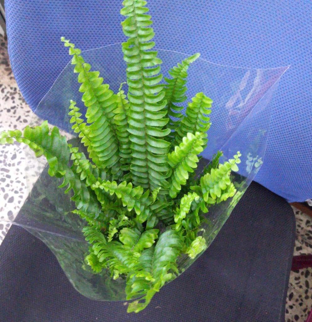 Live Boston Fern/Nephrolepis Exaltata/Real Indoor Plant/Shade-Tolerant Plants/Tropical Plant/Air Purifying Plant