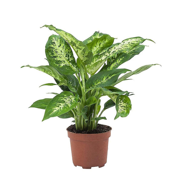 Dieffenbachia Compacta 30 CM | Fresh Indoor Plants