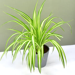 FnP Chlorophytum or Spider Plant