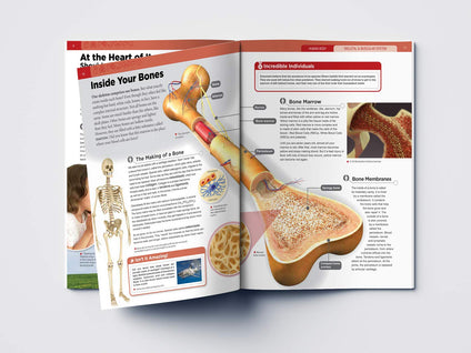 Human Body - Skeletal And Muscular System: Knowledge Encyclopedia For Children