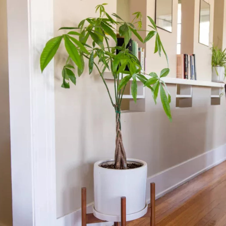 Money Tree Live Indoor Plant Natural Gift for Friends, Relatives, Office, Home Décor a Natural Nature looking to your space