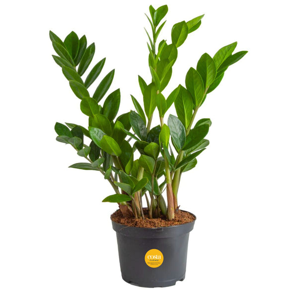 Costa Farms ZZ Zamioculcas Zamiifolia Live Indoor Plant, 10-Inch Tall, Fresh From Our Farm, Excellent Gift