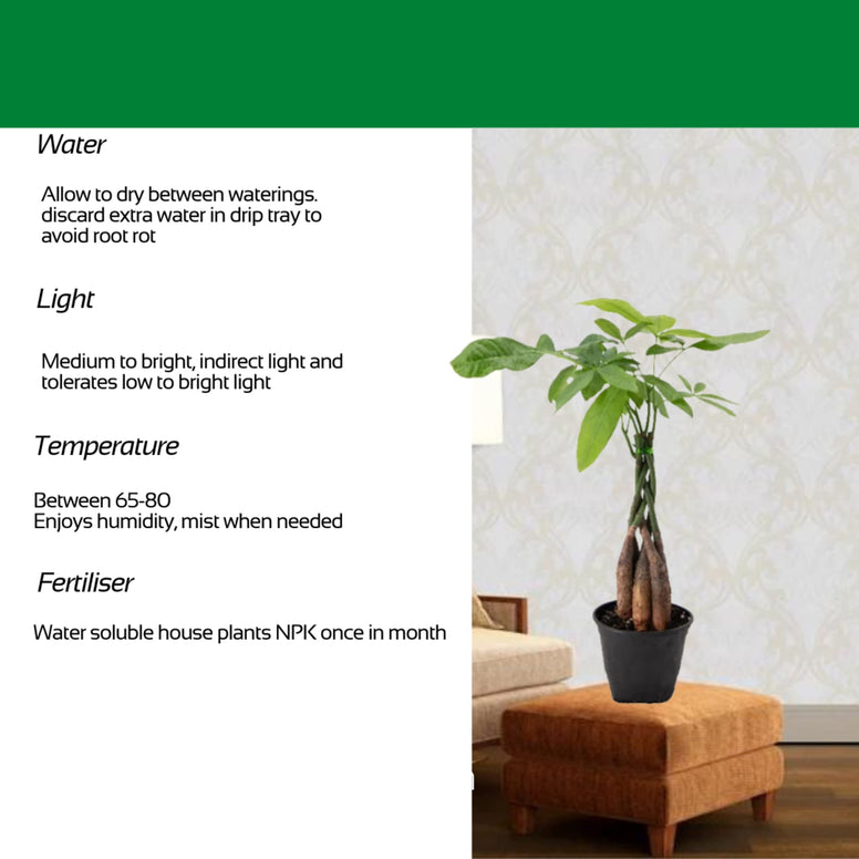 Money Tree Live Indoor Plant Natural Gift for Friends, Relatives, Office, Home Décor a Natural Nature looking to your space