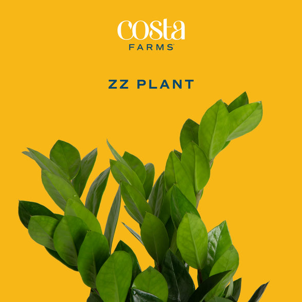 Costa Farms ZZ Zamioculcas Zamiifolia Live Indoor Plant, 10-Inch Tall, Fresh From Our Farm, Excellent Gift