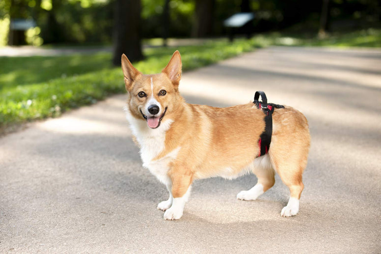 PetSafe CareLift Rear Support Harness - Lifting Aid with Handle - Great for Pet Mobility and Older Dogs - Comfortable, Breathable Material - Easy to Adjust - Medium, Carelift