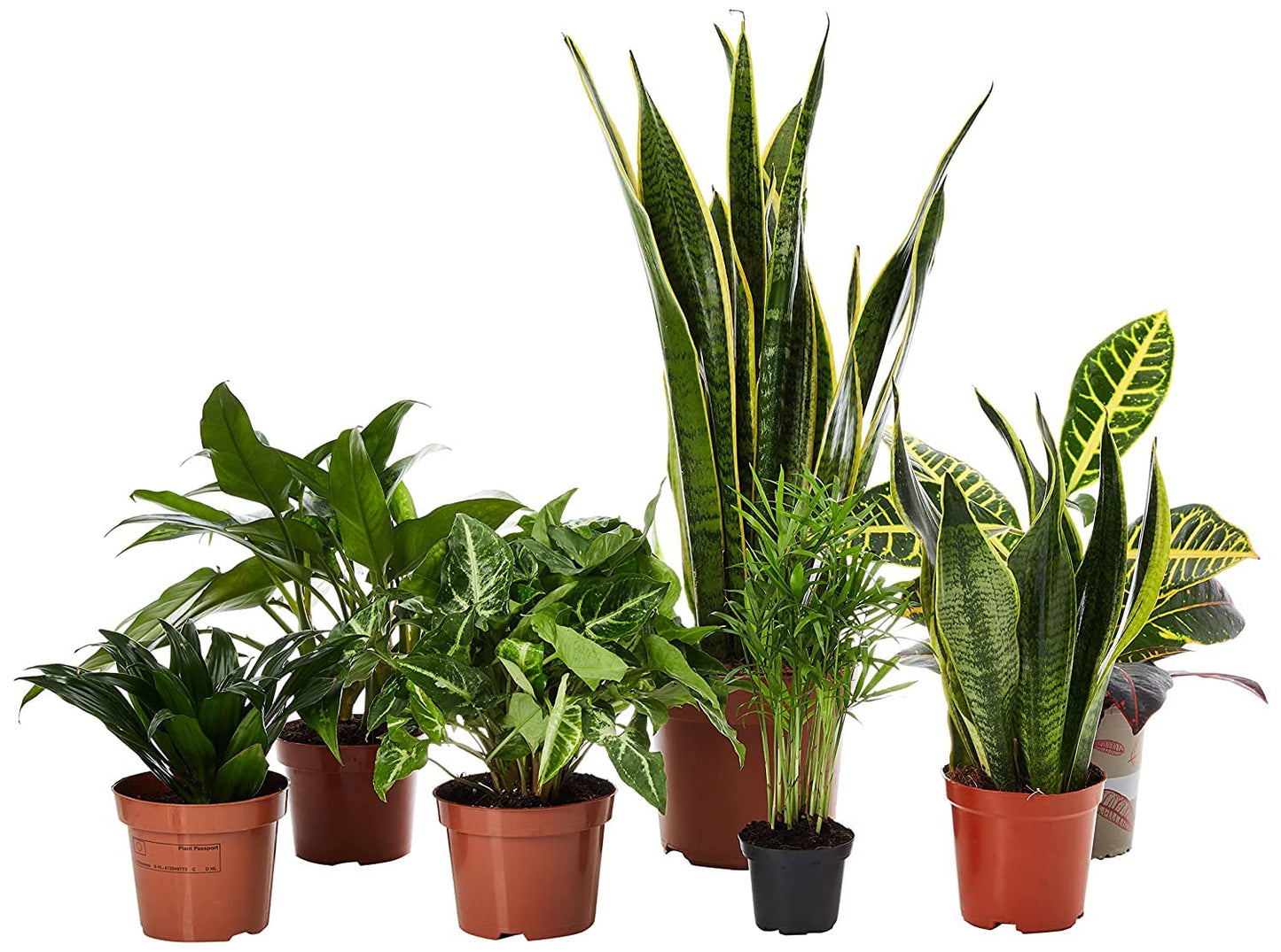 FnP Beautiful Indoor Plants 7-Piece Set