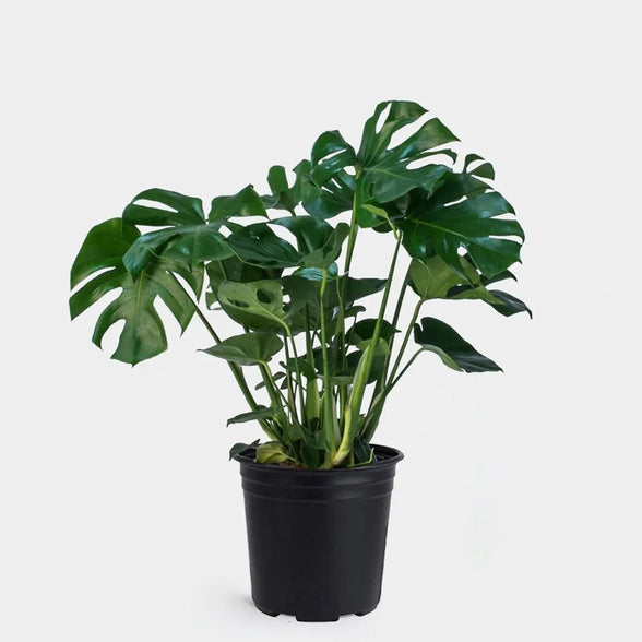 Monstera Deliciosa Swiss Cheese Split-Leaf Philodendron 70 cm- 80 cm in 20 cm pot