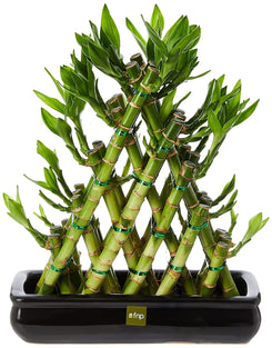 FnP Triangle Lucky Bamboo Plant, Green