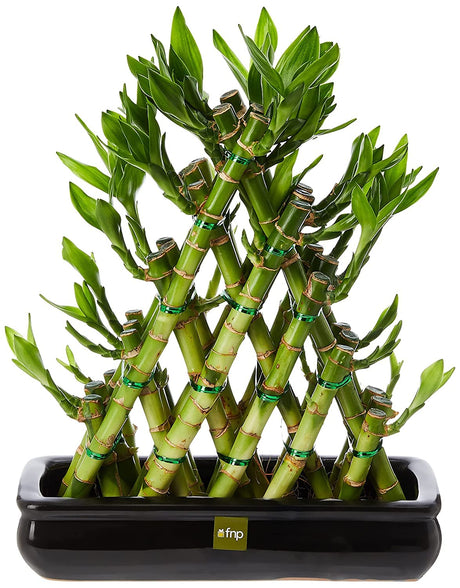 FnP Triangle Lucky Bamboo Plant, Green