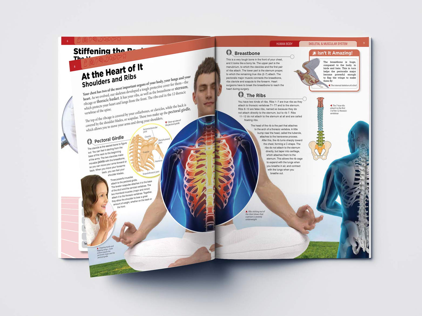 Human Body - Skeletal And Muscular System: Knowledge Encyclopedia For Children