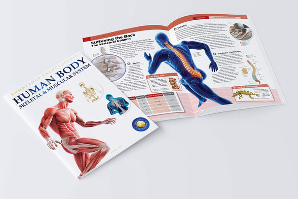 Human Body - Skeletal And Muscular System: Knowledge Encyclopedia For Children